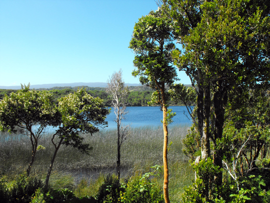 Il lago di Cucao. L'arrayan.