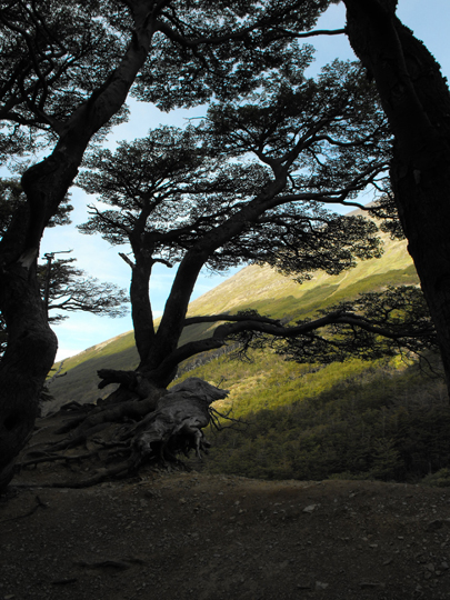 Alberi vicino al glaciar Martial.