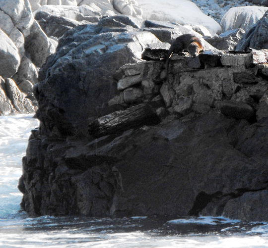 <a href=' 	 	http://www.marcofintina.com/public/upload/download/Lontra felina.jpg'> Una Lontra marina del sud o gato de mar o chugungo (lontra felina) </a>.<br />
<br />