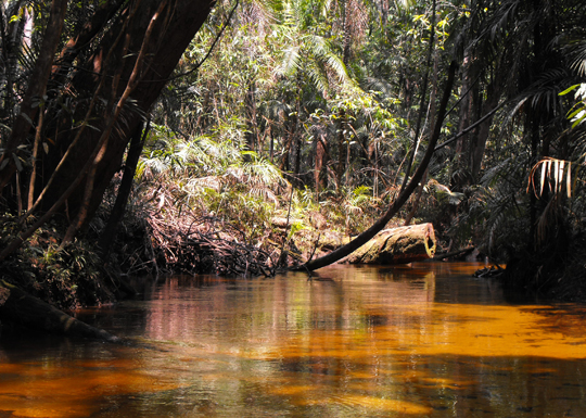 Le acque chiare che abbiamo risalito verso l'interno del Rio Negro.