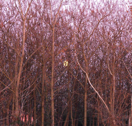 Astro tra gli alberi. So che si chiama Luna e la chiamo tra gli ostacoli.