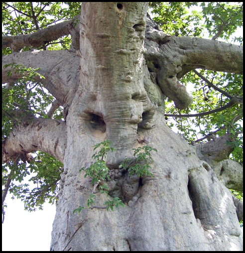 Il volto di un Baobab come il disegno di Francesco.