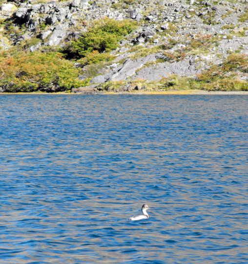 Un blaquillo (Podiceps occipitalis) nella laguna.