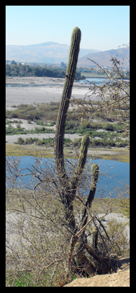 Cactus sul 'secano' Mataquito.