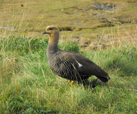 Caiqun femmina (Chlophaga picta).