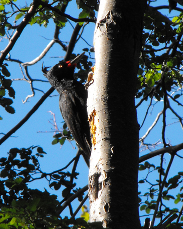 Carpintero negro femmina.