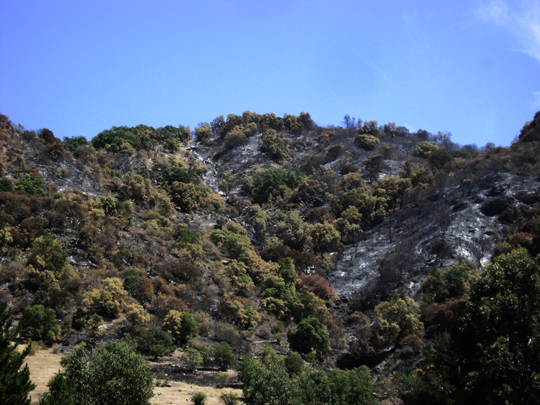 Gli alberi intanto, terremoto o no, non hanno mai smesso di farli bruciare. Questo  un'altro cerro incenerito, l'ennesimo. Possibile che non si possa fermare questo rogo di santi?