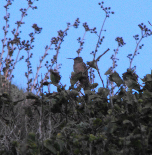 Il colibri gigante che ho avuto la buona sorte di vedere, sentire, libero.