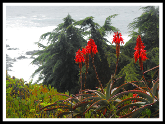 <a href=' 	 	http://www.marcofintina.com/public/upload/download/colibripioggiabig.jpg'>INGRANDISCI per vedere il colibr sotto la pioggia dalla finestra di casa Neruda a Isla Negra.</a>.<br />
<br />