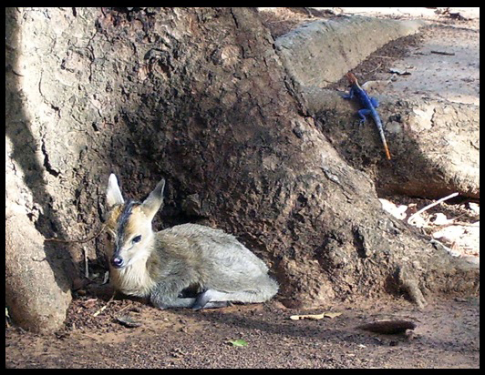 Hilde con Marguillat (Agama) sull'albero della loro compagnia.