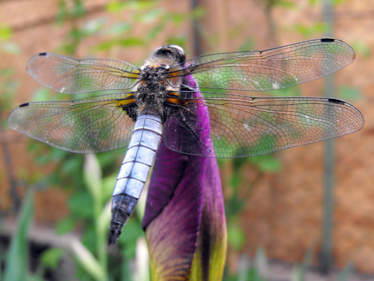 Another one, a magnificent dragonfly resting on an iris.