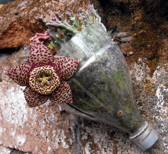 Ancora una volta, giusto poco prima del nostro rientro in Italia, fiorisce questo strano fiore dall'odore di carne putrefatta. Bizzarro saluto dal Chile.