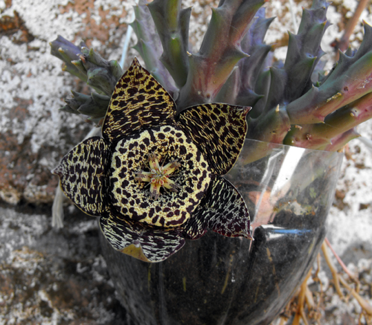 Poco prima della nostra partenza per l'Italia  fiorito questo atteso fiore. Finzione magica per il suo sodalizio con poche specie d'insetti. Odorante di carne in decomposizione.