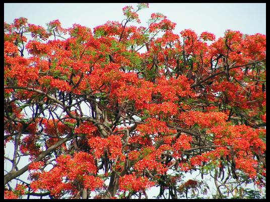 Immensa bellezza di questi alberi fiammeggianti di fiori, al nostro arrivo.