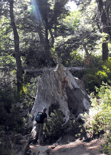 Immenso tronco morto di roble.