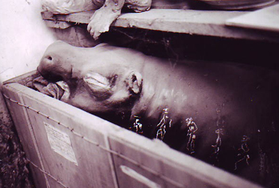 Un ippopotamo in una cassa