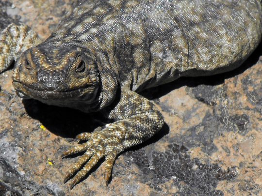 Una grassa femmina di Phymaturus flagillifer, lucertola che vive solo qui en el Enladrillado. Padrona di casa confidente e curiosa.