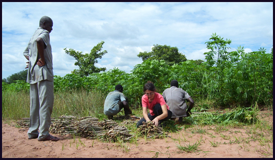 In uno sterminato campo di manioca di Deli, si contano le 'boutures' migliorate da portare ai paysans.