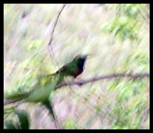 Nettarinia, un quasicolibr africano.