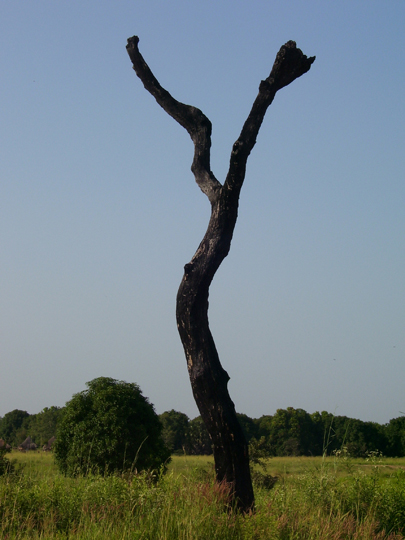 La foresta che non cresce: l'albero carbonizzato piantato in mezzo al campo  una nike che indica la sconfitta della natura in favore di un raccolto che cresce indisturbato dall'ombra.