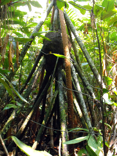 Palma camminante, il tronco è sospeso su radici che tendono in direzione dell'acqua spostando così la pianta.