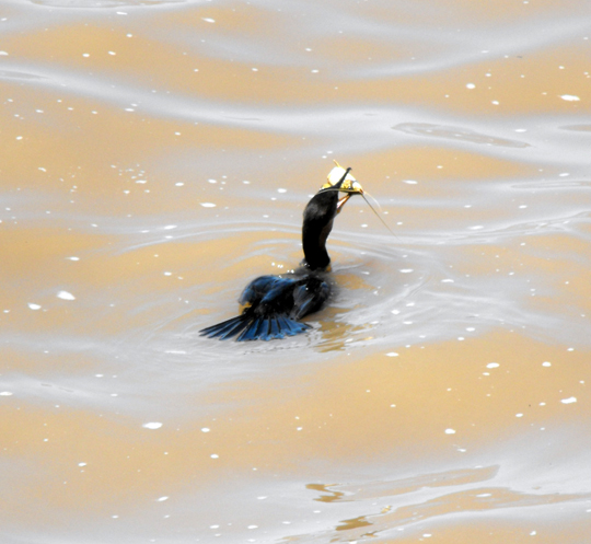 Cormorano con un pesce gatto nel becco.