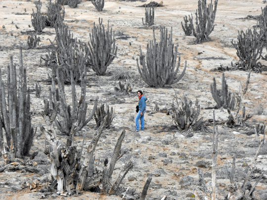 Tra le fiammate di cenere dei cactus il y a une fleur....