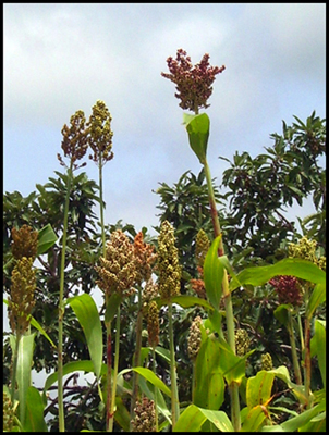 Sorgo altissimo e maestoso.