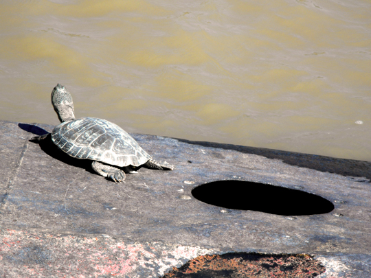 Porto Madero di Buenos Aires, sopra uno scafo affondato prendono il sole le tortugas de lagunas (Phrynops hilarii)