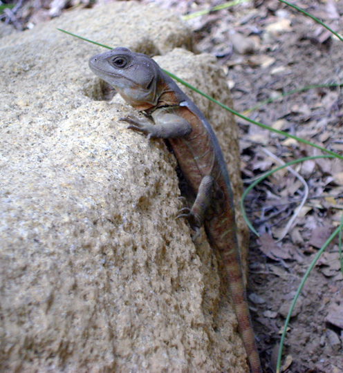 Un giovane gruidor del sur (Pristidactylus torquatus), fotografato da Stefano.