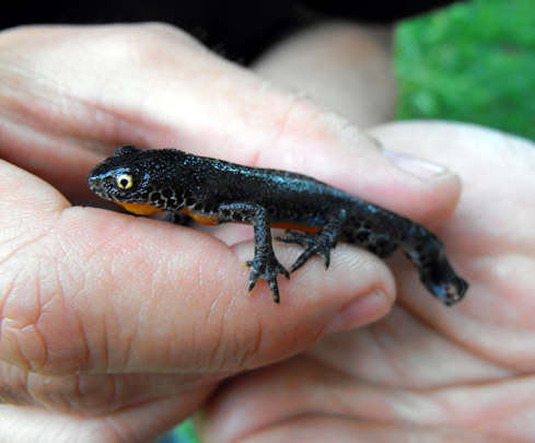 Eccone uno, Triturus alpestris, un piccolo drago delle acque fredde.