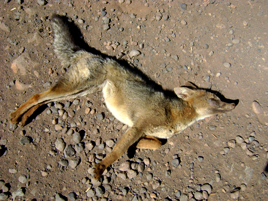Secondo don Orlando, la volpe era stata utilizzata per la caccia ai conigli, si vede il segno di un laccio sulla vita. Forse una volta liberata o scappata, perdendo la sua timidezza, ha iniziato ad avvicinarsi troppo alla strada.