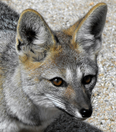 Zorro Chilla (Pseudalopex griseus).